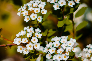 Clusters of white flowers blooming on a bush