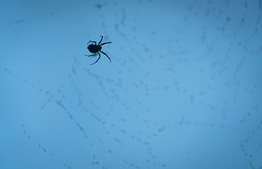 Spider in web with flys.