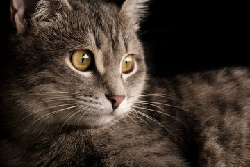 Beautiful cute gray cat sitting on the sofa. 