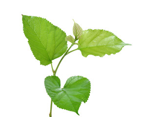 Naklejka na ściany i meble Green Mulberry leaf isolated on white background