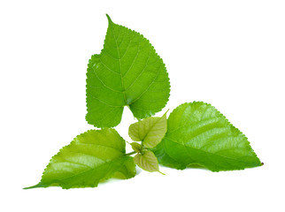 Green Mulberry leaf isolated on white background