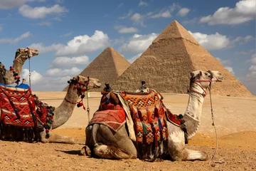 Foto op Plexiglas piramides van Gizeh, Caïro, Egypte met kamelen op de voorgrond © sculpies