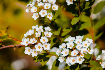 White flowers blooming a a tree in the Frederik Meijer Gardens