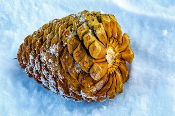 close up photo of pine cone in snow