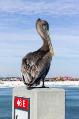 Pelican at the Beach
