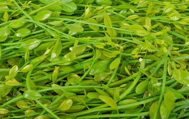 melientha suavis pierre vegetables for cooking. (Pak-wan-pa)