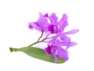 Fototapeta na wymiar beautiful orchid flower isolated on white background