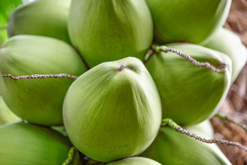 green coconut at tree