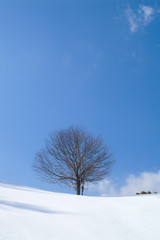 A single tree on snow - 雪原の一本木