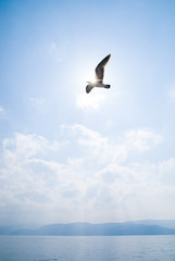 Fototapeta na wymiar Seagulls Dancing in the Sky - 大空を舞うカモメ
