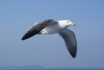 Fototapeta na wymiar Seagull Brave - カモメの雄姿