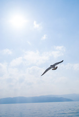 Fototapeta na wymiar Seagulls flying high and high - 高く高く飛び立つカモメ