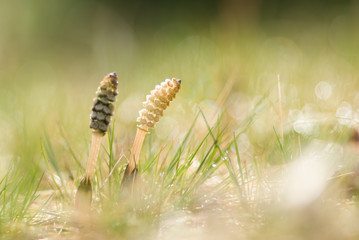 Dew Shining Horsetail - 朝露に輝くツクシ