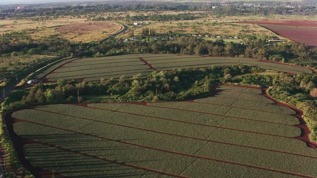 Oahu, Hawaii circa-2018.  Aerial view of Pineapple farms.  Shot with Cineflex and RED Epic-W Helium. 