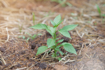 Chili tree,A chili pepper plant,