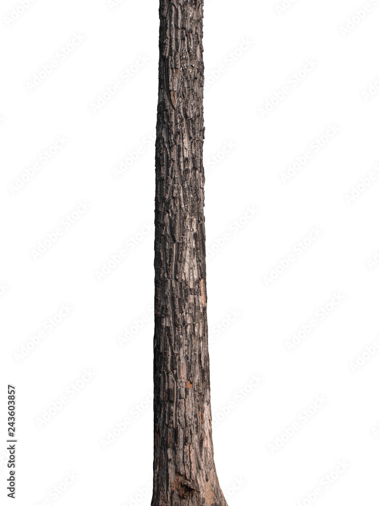 Aufkleber tree trunk isolated on white background
