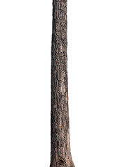 Tree trunk Isolated On White Background