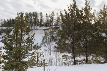 Young pines growing on a cliff kaolin career,  forest covered with snow
