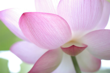 Fototapeta na wymiar Shining Lotus Flower - 輝くハスの花
