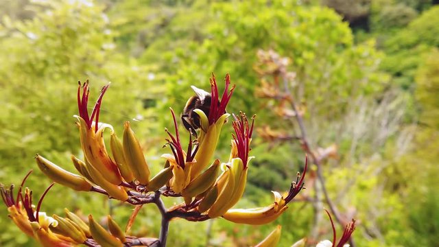 Slow Motion, Bumblebee pollinating New Zealand flax plant then flying away.
