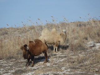 Winter frost -27C. Natural Reserve. Wild road.  Camels bask in the sun.