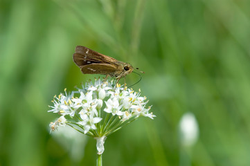 Butterfly of Ichimongise Seseri sucking Nectar - 蜜を吸うイチモンジセセリ