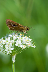 Butterfly of Ichimongise Seseri for a break - 一休みのイチモンジセセリ
