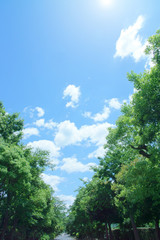 新緑と青空（爽やかなイメージ）
