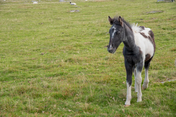 Wild foal in the Bodmin Moor in Cornwall, England.
