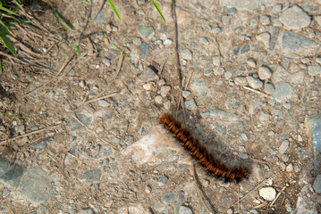 Caterpillar of the fox moth (Macrothylacia rubi) on the Coast Path in Cornwall, England.