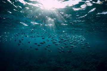 Fototapeta na wymiar Underwater wild world with tuna school fishes