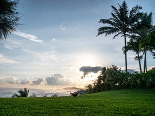 Obraz na płótnie Canvas Wild Chicken on Grass Beautiful Sun Rise Ocean Waterfront Kauai Hawaii Palm Trees