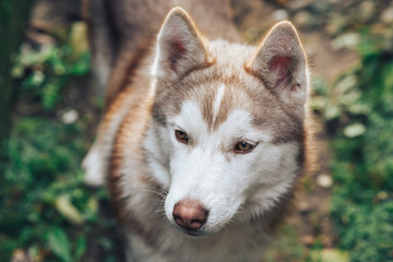 Obraz premium Portrait of a Siberian husky looking in the direction of