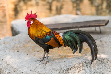 Colorful Bantam rooster stading on a rock