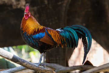 Colorful Bantam rooster stading on a perch