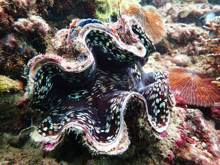 The beauty of underwater diving in Sabah, Borneo.        
