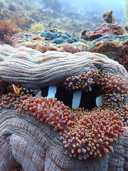 The beauty of underwater diving in Sabah, Borneo.        