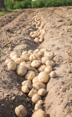 Fresh potatoes in field