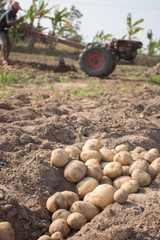Harvesting potato in field