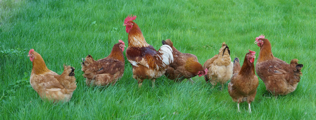 New Hampshire Hens grazing on a green meadow