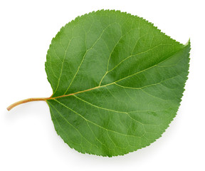 Fototapeta premium green leaf isolated