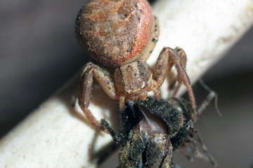 European garden spider eating his prey