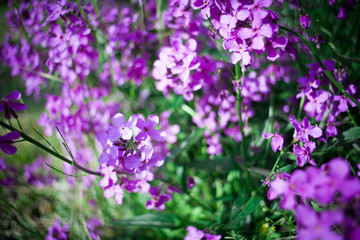 Obraz premium Colorful image wild flowers of clover in a meadow