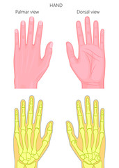 Obraz premium Illustration of External and skeletal view of hand. Palm and dorsal view.