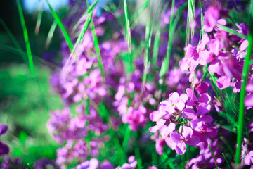 Colorful image wild flowers of clover in a meadow