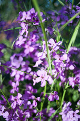 Colorful image wild flowers of clover in a meadow
