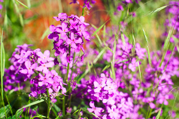 Colorful image wild flowers of clover in a meadow