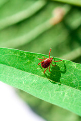 A dangerous parasite and infection carrier mite