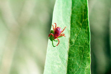 A dangerous parasite and infection carrier mite