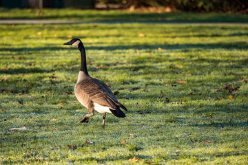 one Canada goose walking on the green grass under the morning sun